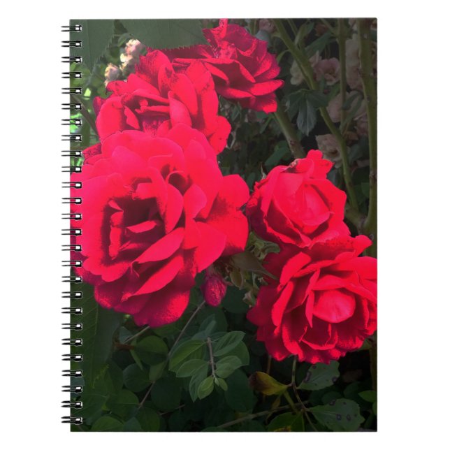 Caderno Espiral Notebook Rosa vermelha Rosarium (Frente)