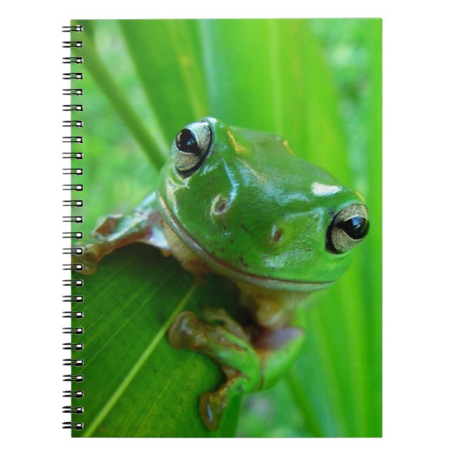 Caderno Espiral Notebook Sapo verde árvore (Frente)
