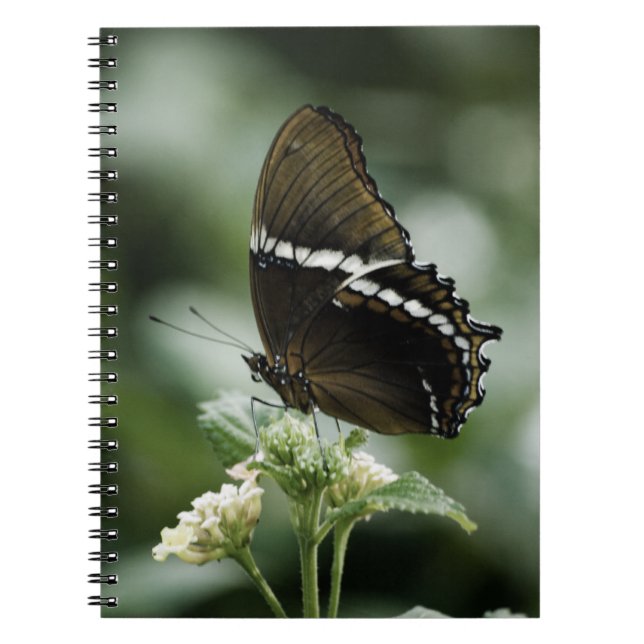 Caderno Espiral Notebook Siproeta (Frente)