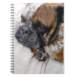 Caderno Espiral Notebook Triste Vitoriano Bulldog Foto 9x6