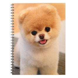 Caderno Espiral Notebook Único da Pomerânia encantador