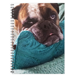 Caderno Espiral Notebook vitoriano Bulldog Foto 9x6