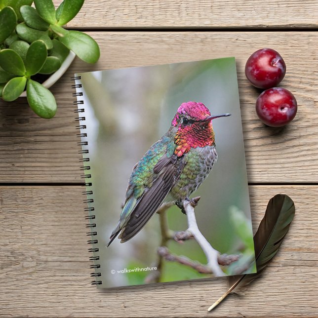 Caderno Espiral O colibri impressionante de Anna masculina na (Stunning Anna's Hummingbird on the Plum Tree Journal Cover Photo)
