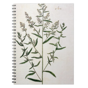 Caderno Espiral O estragão, chapeia 116 "de um erval curioso",