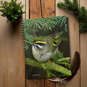 Caderno Espiral O Kinglet pequeno bonito causa um stir no abeto