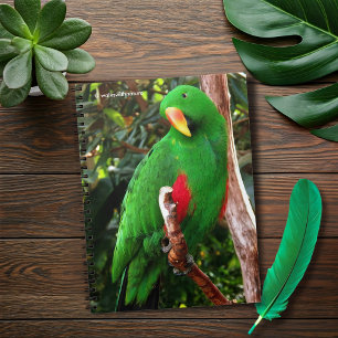 Caderno Espiral O Orador Verde Eclectus Parrot