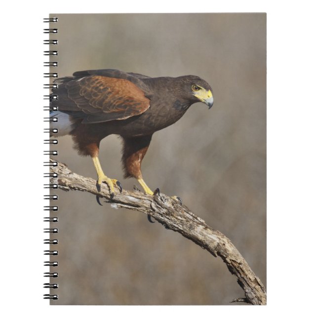 Caderno Espiral O raptor do Hawk de Harris (Frente)