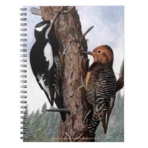 Caderno Espiral "O Sapsucker de Williamson"