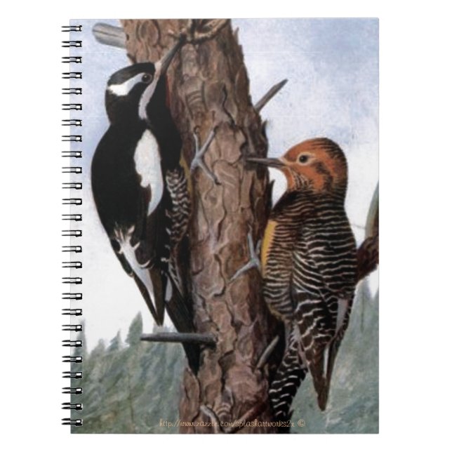 Caderno Espiral "O Sapsucker de Williamson" (Frente)