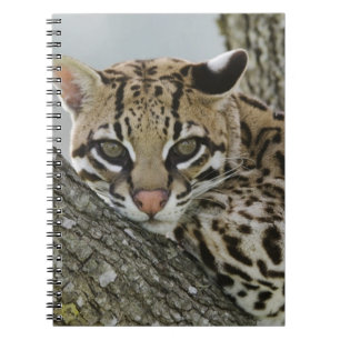 Caderno Espiral Ocelot, Felis pardalis, cativo, fêmea descansando 