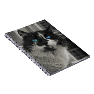 Caderno Espiral Olhos Azuis Gato Preto Alma Azul
