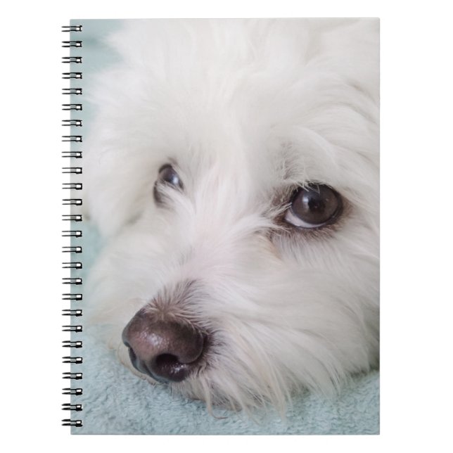 Caderno Espiral Olhos de de Tulear Filhote de cachorro do algodão (Frente)