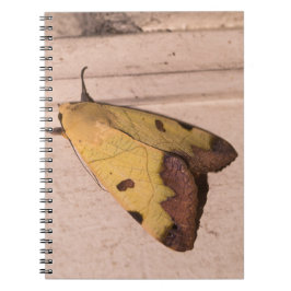Caderno Espiral Ophiusa tirhaca, a mariposa-verde-acastanhada