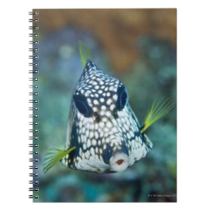 Caderno Espiral Opinião subaquática o Trunkfish liso (Lactophrys