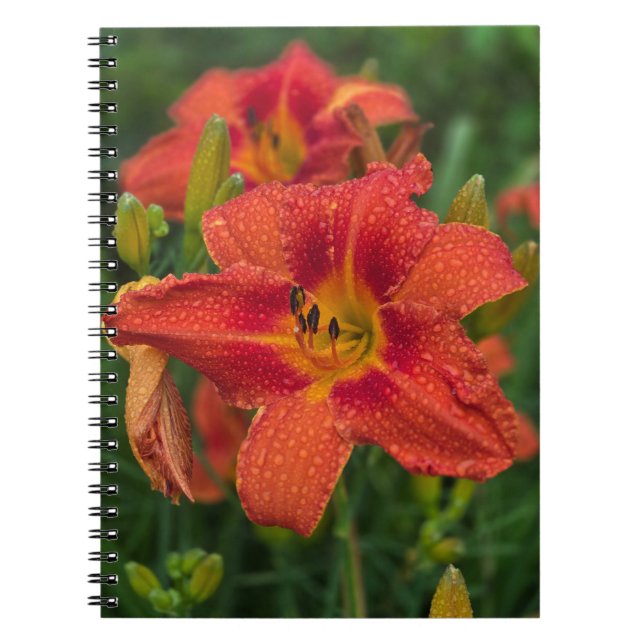 Caderno Espiral Orange Lily (Frente)