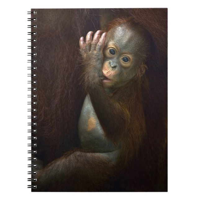 Caderno Espiral Orangotango (Frente)