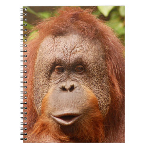 Caderno Espiral Orangotango
