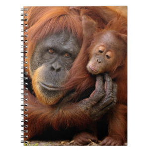 Caderno Espiral Orangotango da mãe & do bebê