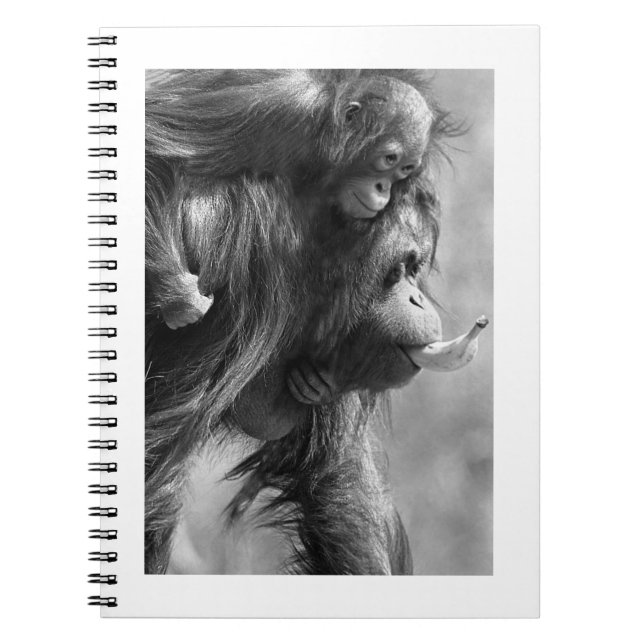 Caderno Espiral Orangutan#8-Notebook (Frente)