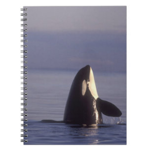 Caderno Espiral Orca assassina (Orca orcinus) em spyhopping perto