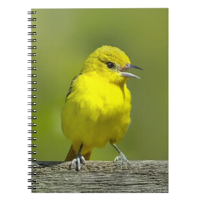 Caderno Espiral Orchard Oriole - Fotografia Original (Frente)