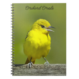 Caderno Espiral Orchard Oriole - Fotografia original