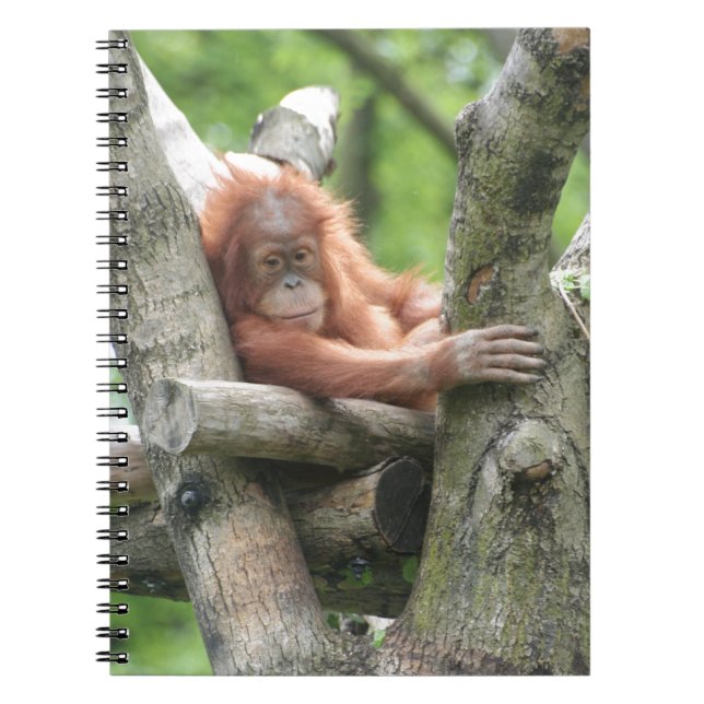 Caderno Espiral Oring-Utan (Frente)