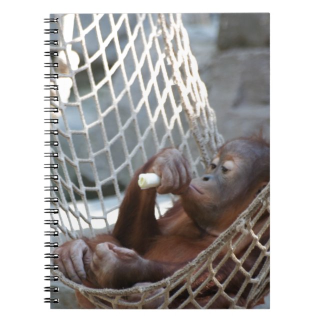 Caderno Espiral Oring-Utan (Frente)