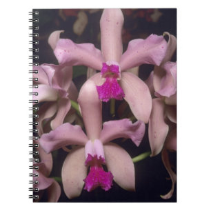 Caderno Espiral Orquídea, (Cattleya amethystoglossa), Leste