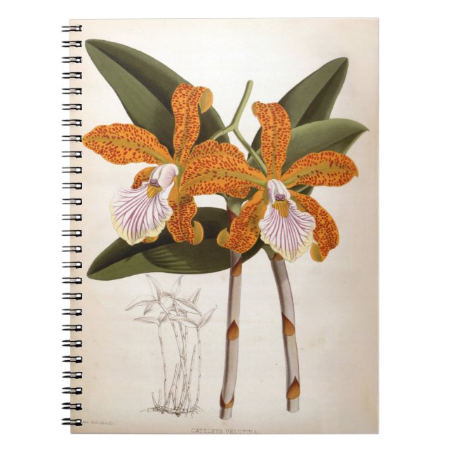 Caderno Espiral Orquídea Cattleya Velutina Vintage Lindenia (Frente)