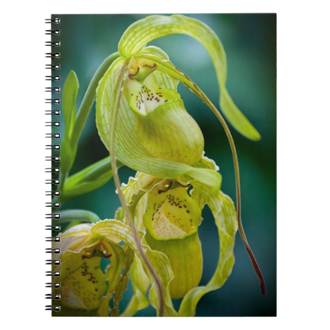 Caderno Espiral Orquídea de Slipper Verde (Frente)