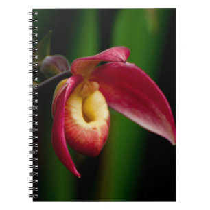 Caderno Espiral Orquídea de Slippers Red Lady