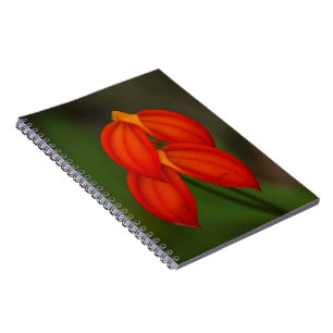 Caderno Espiral Orquídea do ignea do Masdevallia