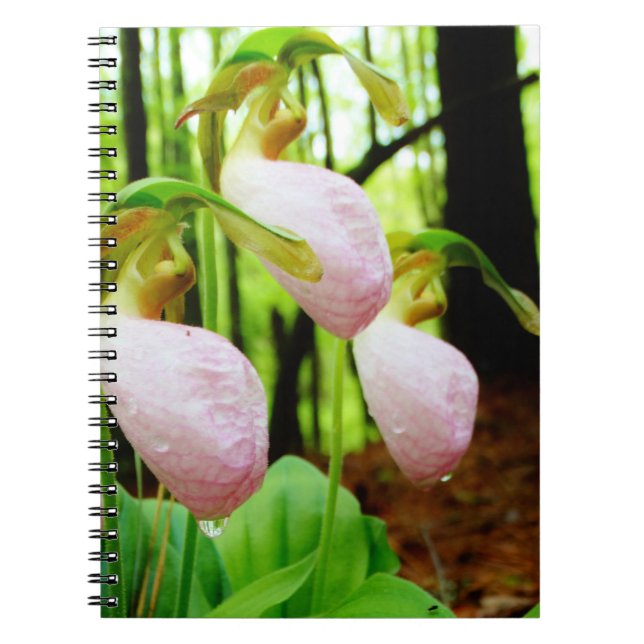 Caderno Espiral Orquídea selvagem da senhora deslizador (Frente)