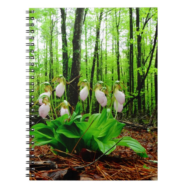 Caderno Espiral Orquídea silvestre de Lady Slipper Rosa (Frente)