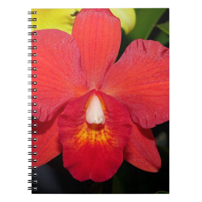 Caderno Espiral Orquídea Vermelha Exótica (Frente)