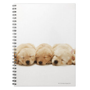 Caderno Espiral Os filhotes de cachorro do golden retriever