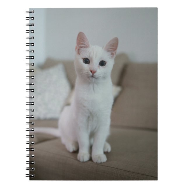 Caderno Espiral Os Gatos São Os Melhores 42 (Frente)