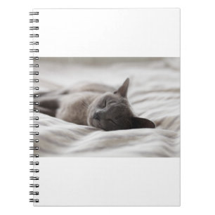 Caderno Espiral Os Gatos São Os Melhores 66