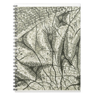 Caderno Espiral Os neurônios 4 de Cajal