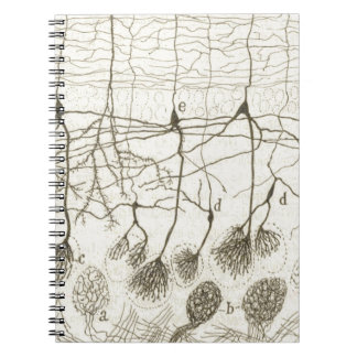 Caderno Espiral Os neurônios 8 de Cajal