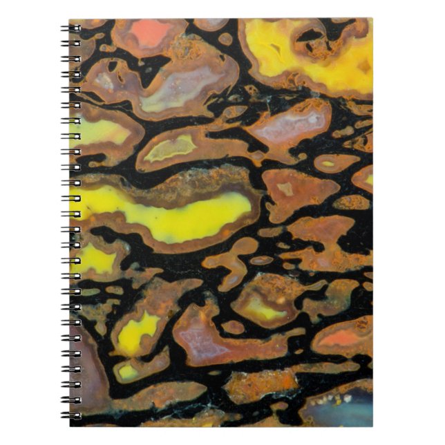 Caderno Espiral Osso de Dinossauro Multicolorido (Frente)