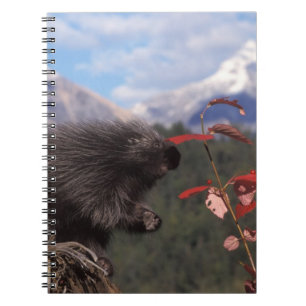 Caderno Espiral ouriço-comum se alimentando de cranberry de arbust