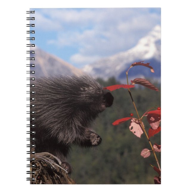 Caderno Espiral ouriço-comum se alimentando de cranberry de arbust (Frente)