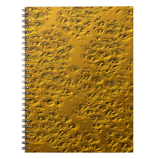 Caderno Espiral Ouro danificado (Frente)