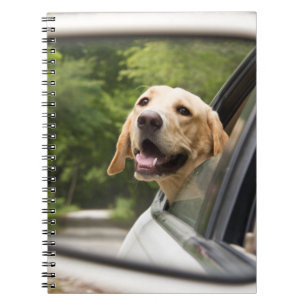 Caderno Espiral Ouro Labrador No Espelho Da Rearview