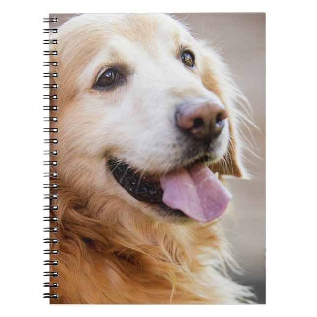 Caderno Espiral Ouro retiver, cão, cão feliz (Frente)
