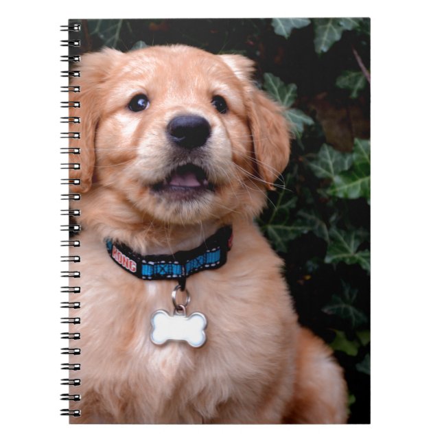 Caderno Espiral Ouro Retriever Puppy (Frente)