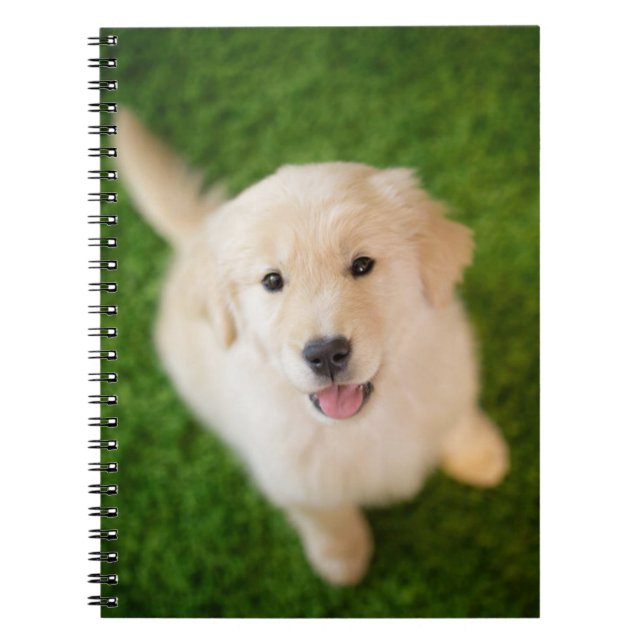 Caderno Espiral Ouro Retriever Puppy no Grass (Frente)