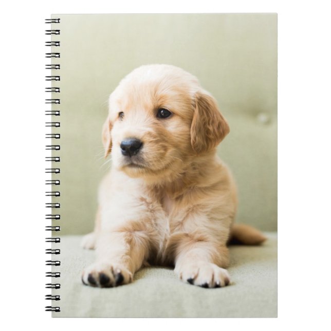 Caderno Espiral Ouro Retriever Puppy no sofá (Frente)